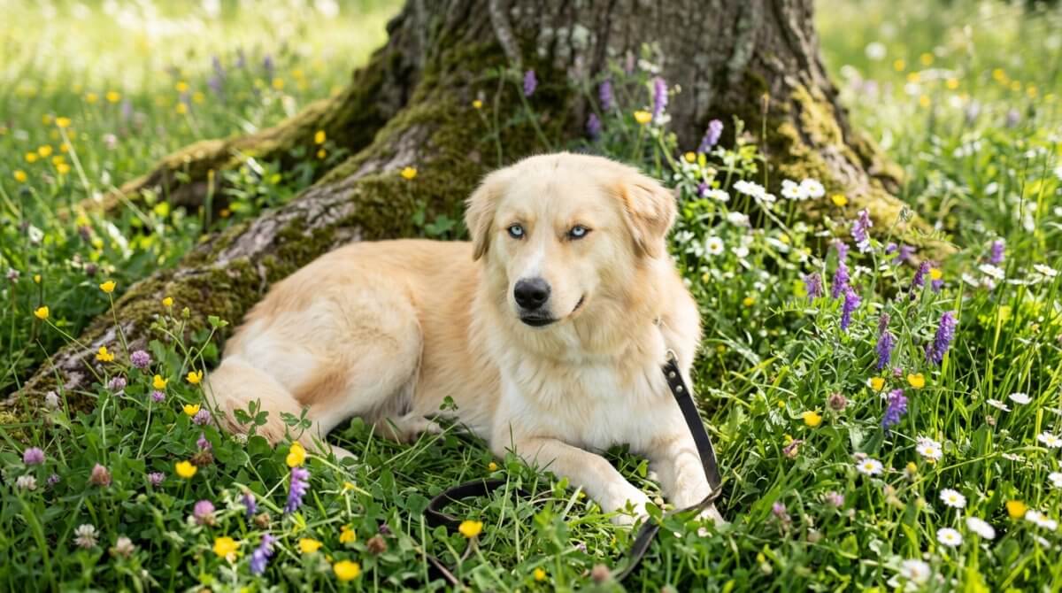 golden croisé husky