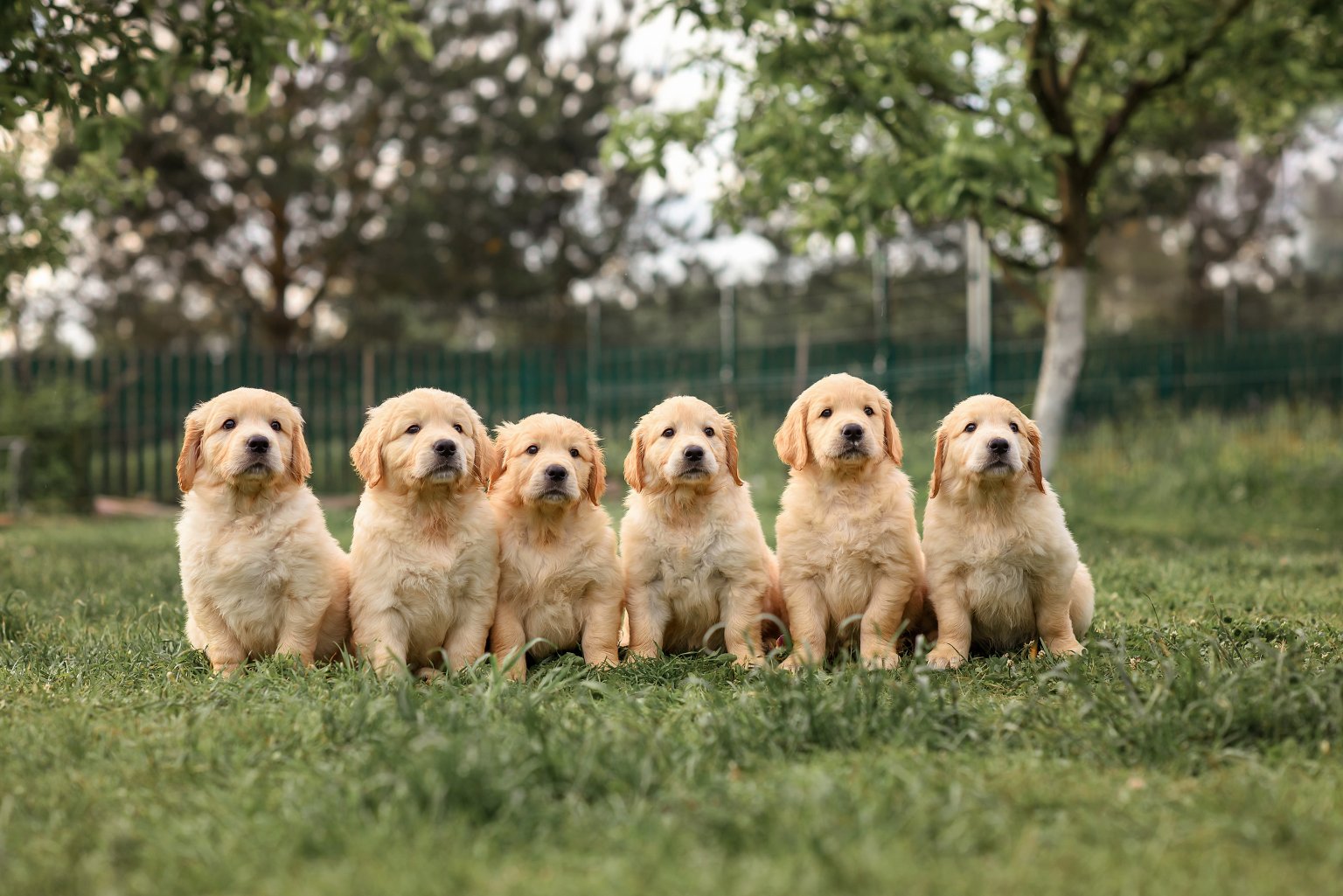 Le prix d'un chiot Golden Retriever : Guide Ultime pour tout savoir