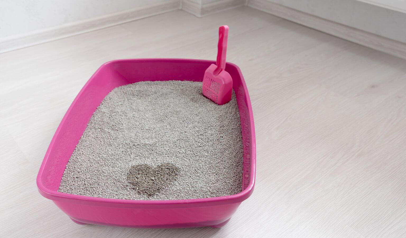 Nettoyer l'urine de chat sur un canapé : Méthodes efficaces et