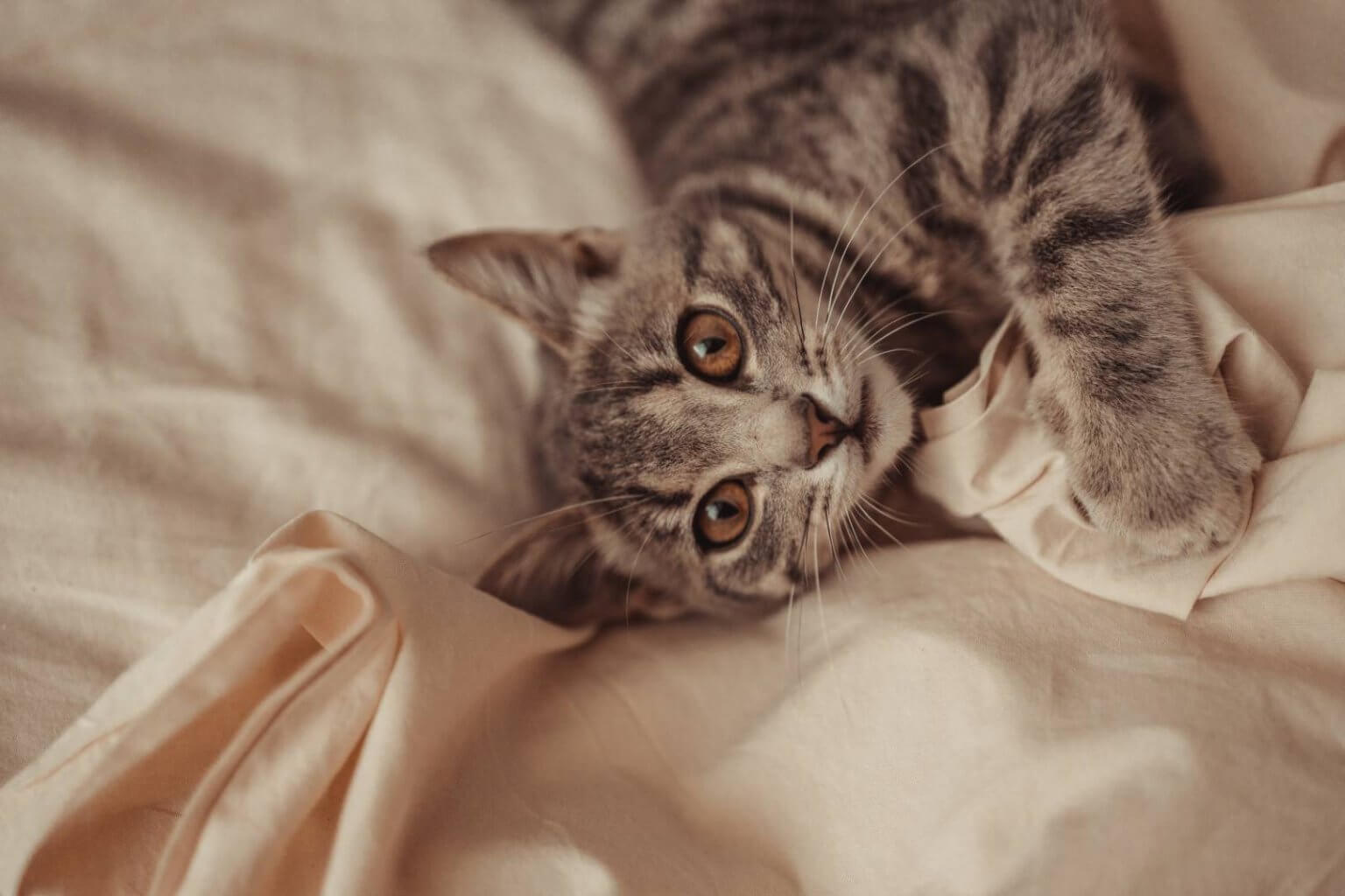 Nettoyer l'urine de chat sur un matelas Nos conseils et astuces — free download