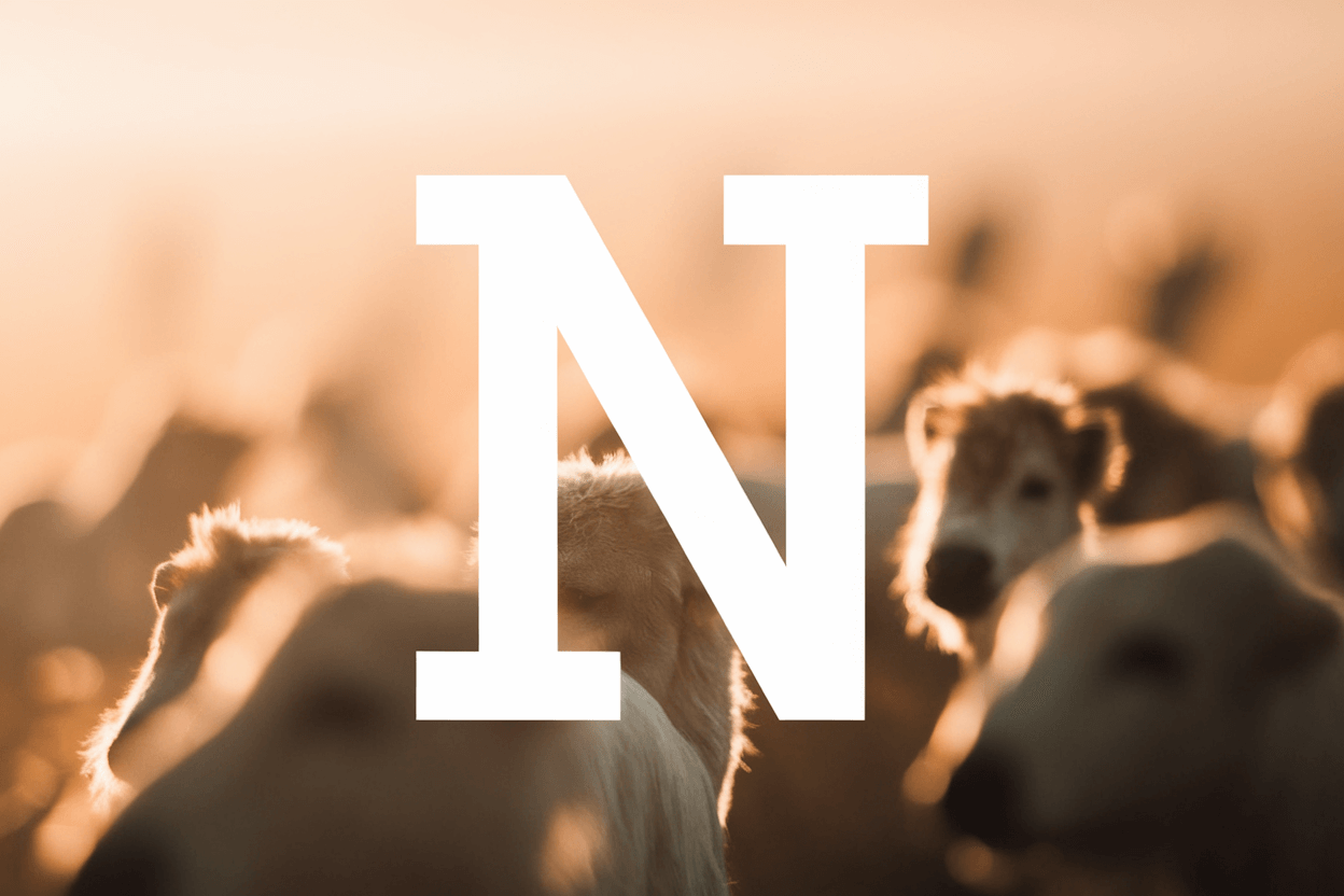 La lette "N" en grand. En arrière plan, des animaux floutés.