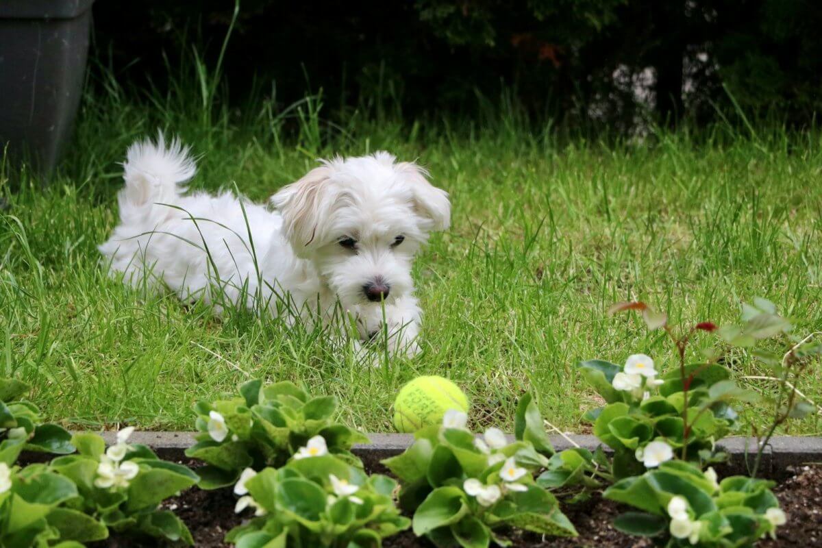 bichon maltais