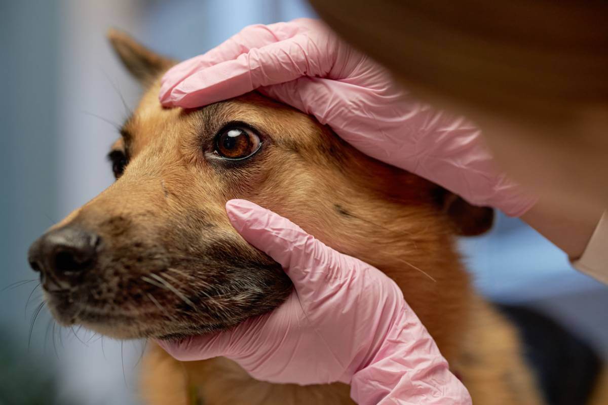 img veterinaire reflexes urgence moment chien