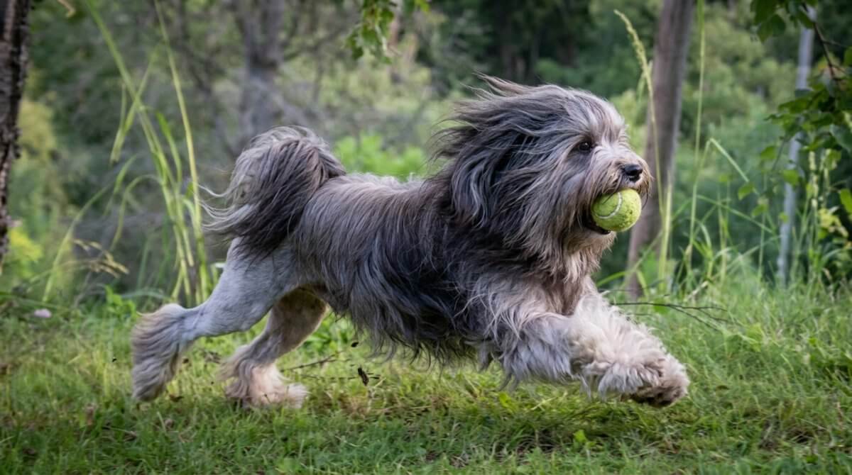 petit chien lion dans un jardin en train de jouer à la balle