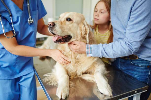 urgence vétérinaire chien